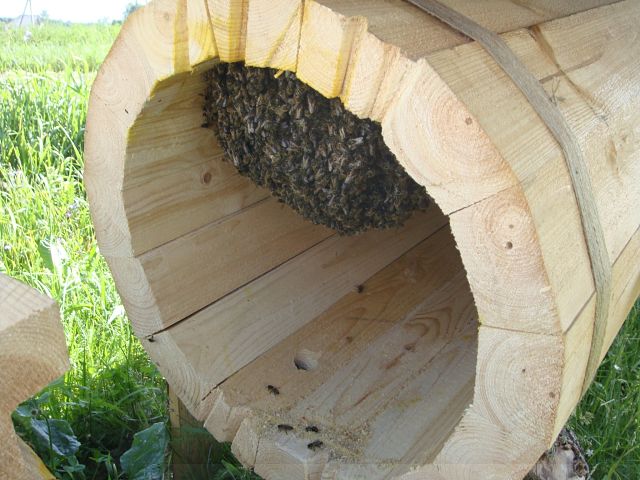 пчелы в колоде