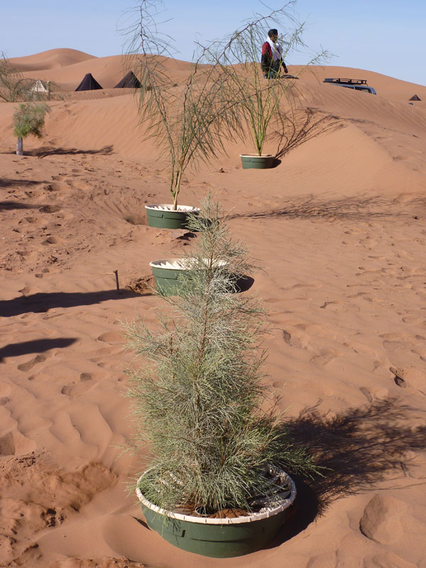 растения растут в-waterboxx-опустынивание opustynivaniye
